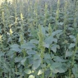 Korov shiritsa bačen nazad: mjere kontrole